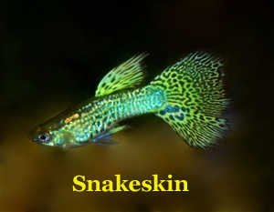 GroenGeleSnakeskin_2