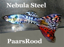 NebulaSteelPaarsRood