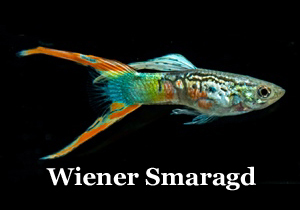 WienerSmaragd_Archetype