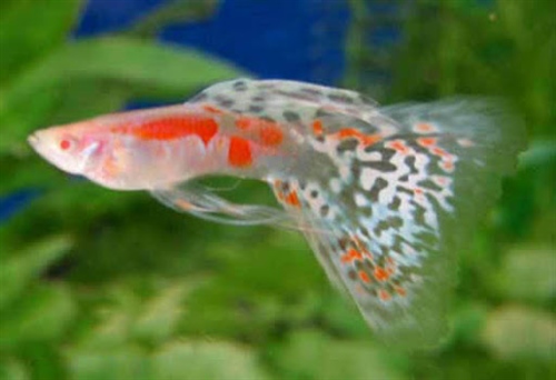 AlbinoOndergoed_Triangel_1
