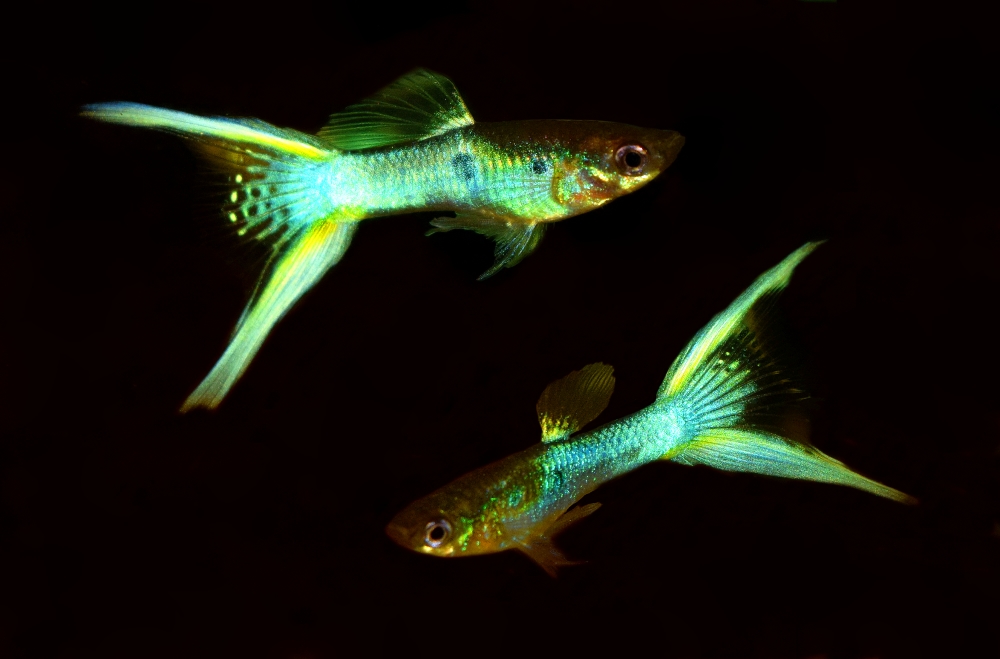 GeelGroenBlauweDubbelzwaarden