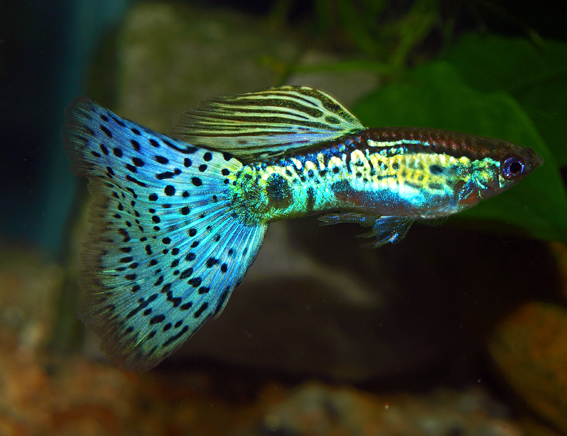 GroenBlauweReflektie