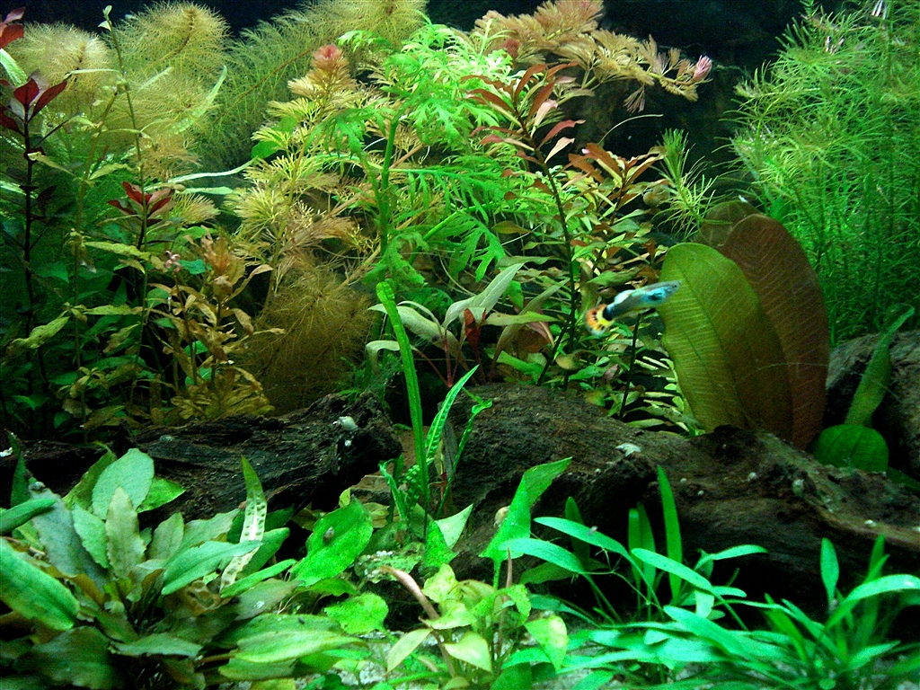 HBMannetjeInGrootAquarium