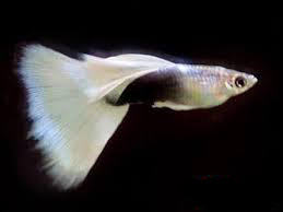 HBWhite