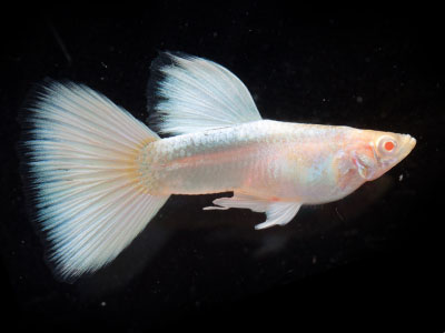 HBWhiteAlbino