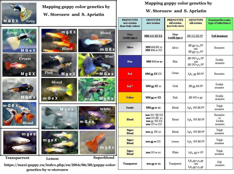 MappingGuppyColorGeneticsStorozew