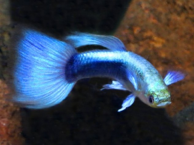 MetallicBlueHB