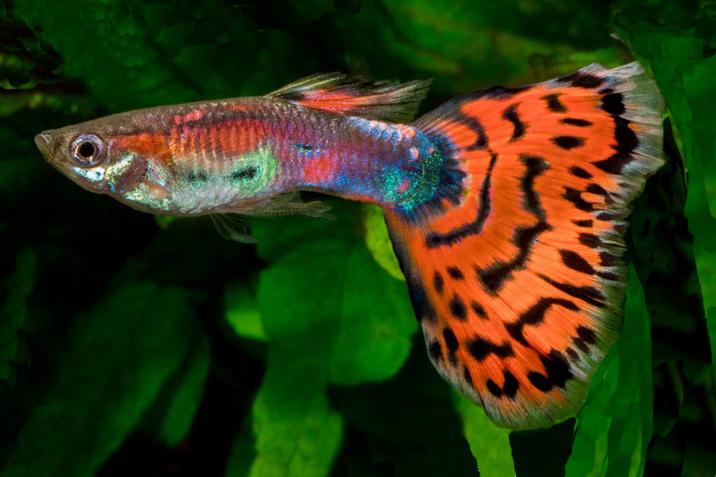 MultiColor-RedMosaicTail_Archetype