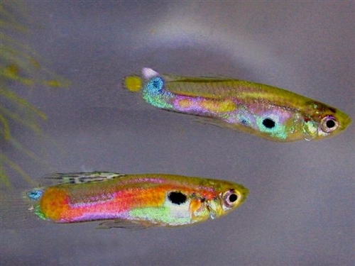 GuppenInMijnJeugd_2