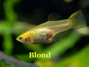 Guppy_Blond_Female
