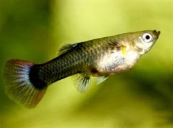 Guppy_HB_Wijfje