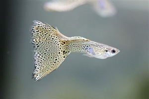 Guppy_WitPaarseSnakeskin