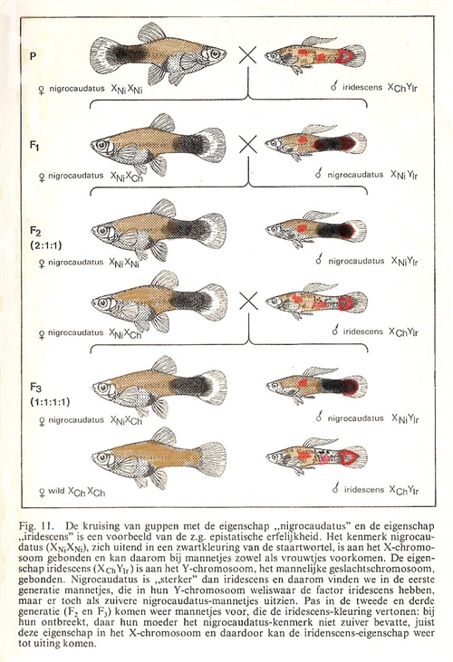 KruisingNigrocaudatus_Iridescens