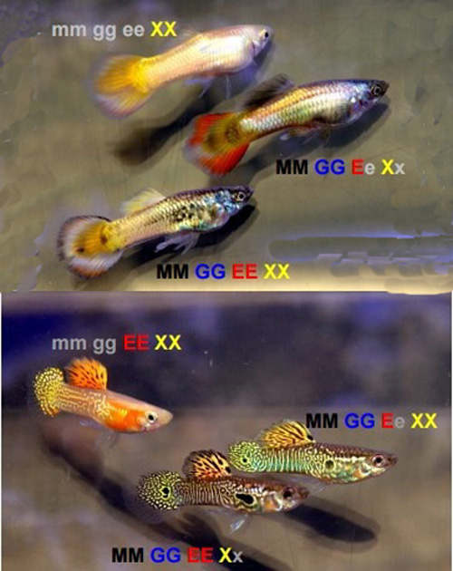 GuppyKleurenGeneticsDoorStorozew_Afbeeldingen_Groot_2