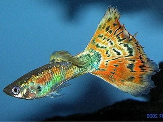 MultiColor-RedMosaicTail_Links_2