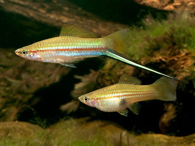 XiphoKoppel_1