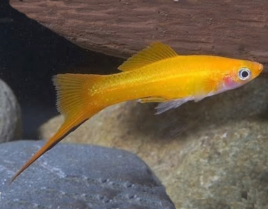 XiphoManGoud