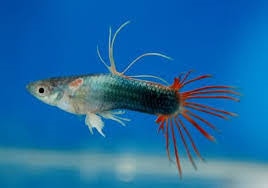 CrownTail