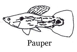 DeOrigineleStam_Pauper