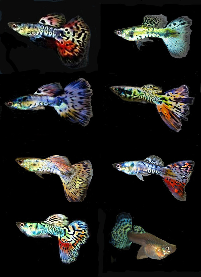 NebulaSteel_Variaties