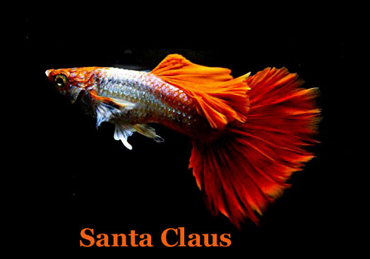SantaClaus_MetTekst