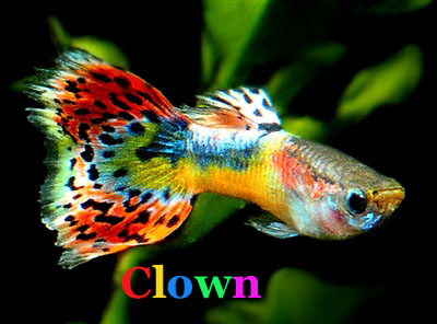 BastaardClown