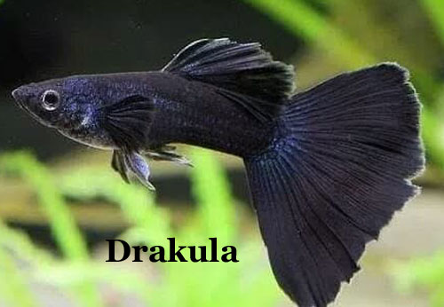 BlackHB