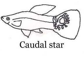 DeOrigineleStam_CaudaleSter