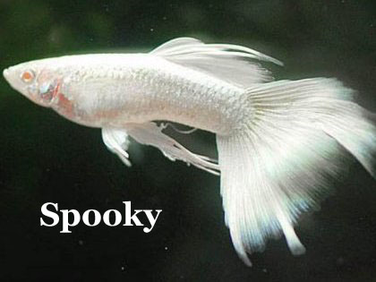 Full-albino-platinium-white-guppy
