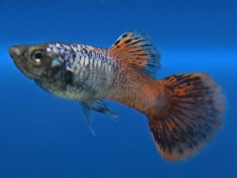 MagentaHBMikMak