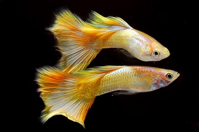 BlondMetalYellow