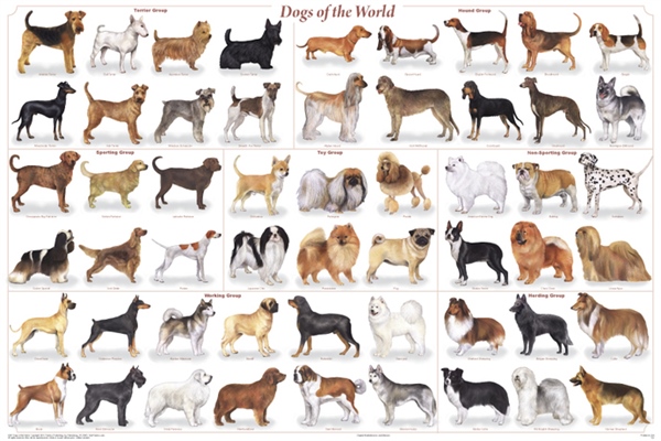 DogsOfTheWorld