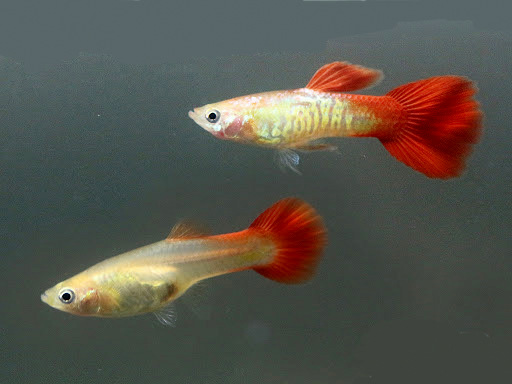 GoldRedSnakeskin_Couple
