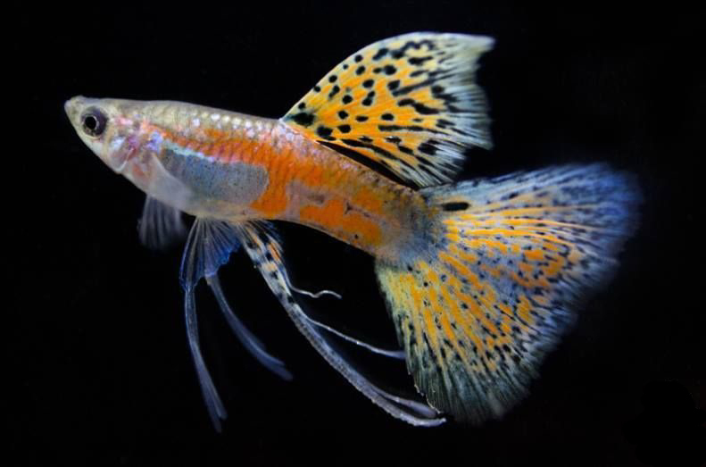 RedGrassRibbonFin