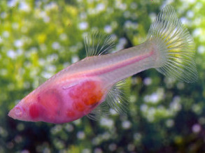 TaansparentAlbinoGuppy_2