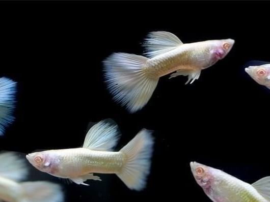 AlbinoFullWhite_Groep