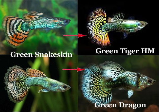 FromSnakeskinToGreenTigerAndGreenDragon