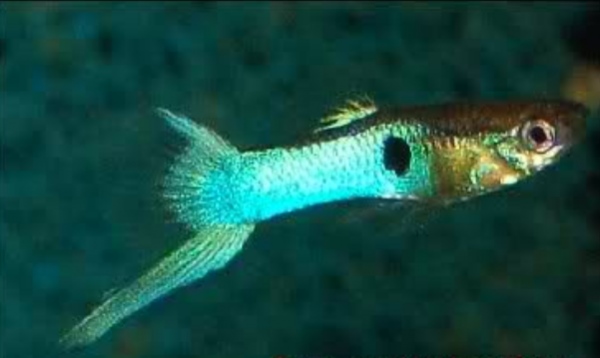 JapanBlue-Guppy
