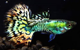 PlatinumGreenTigerMosaicHM