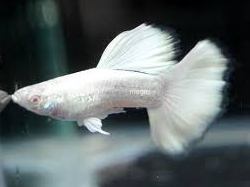 AlbinoGup_1