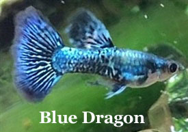 BlueDragon