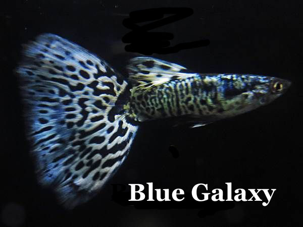 BlueGalaxy