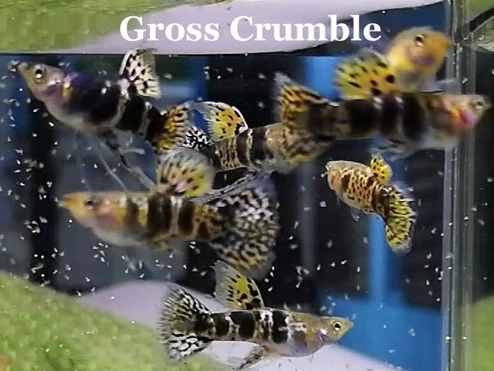NonTigerYellowSnakeskinRibbonFin