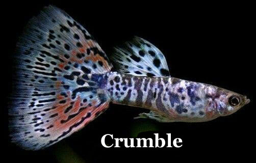 NotZebraButCrumble