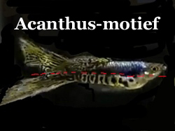 Acanthus-motief