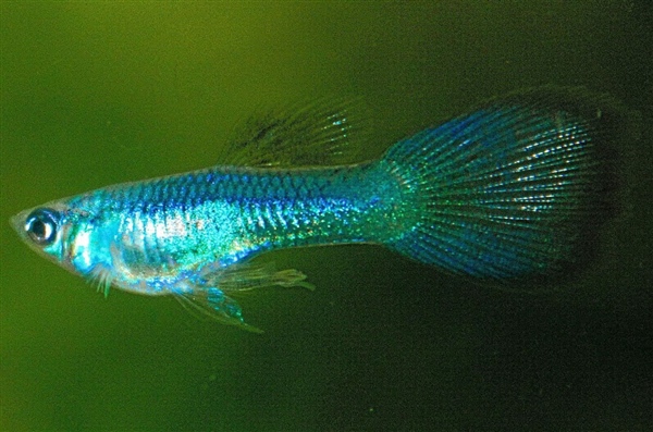 AsianBlue_1_Links