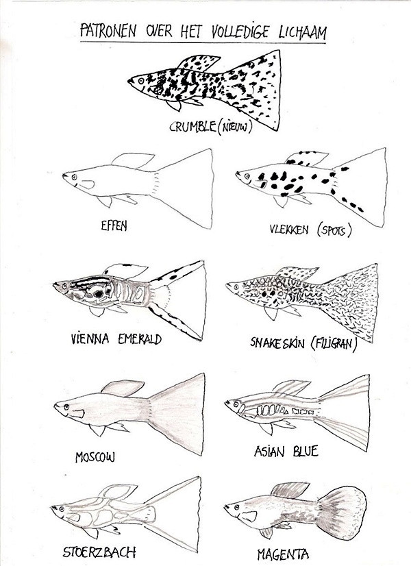 Guppy_PatronenOverVolledigeLichaam