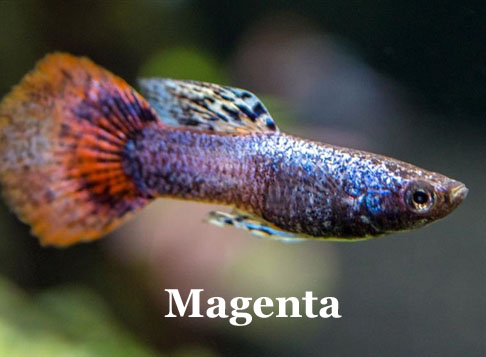 Magenta