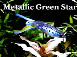 MetallicGreenStar