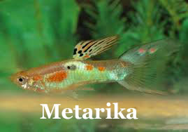 Metarika